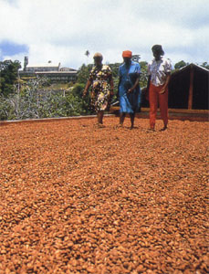 Piantagione di cacao
